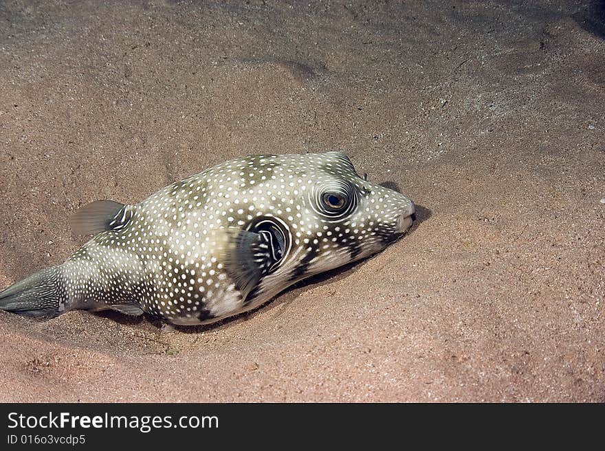 Starry puffer (arothron stellatus) taken in the Red Sea.