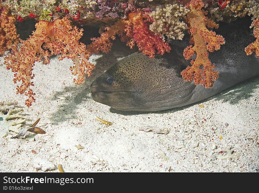 Giant moray (gymnothorax javanicus) taken in the Red Sea.