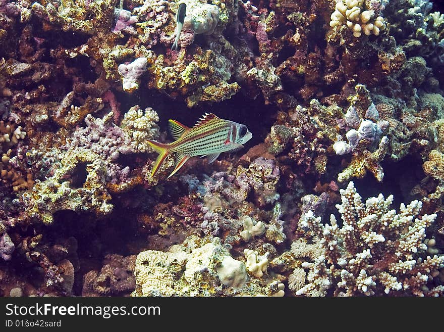 Spotfin squirrelfish (neoniphon sammara) taken in the Red Sea.