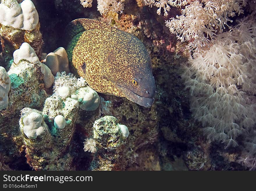 Yellowmargin moray (gymnothorax flavimarginatus)