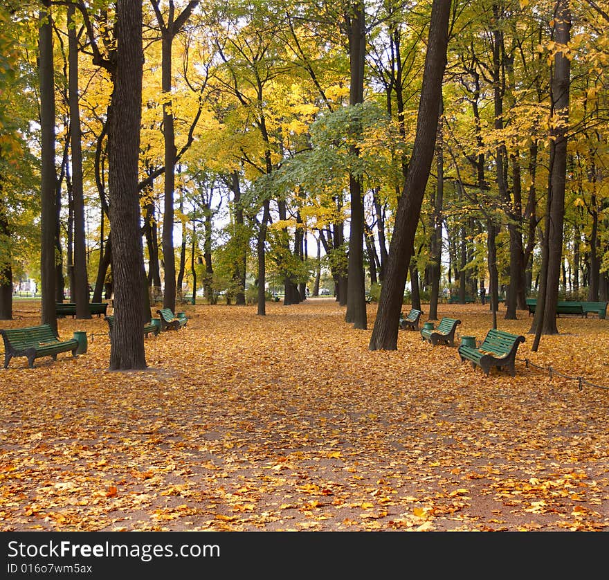 The autumn leaves illuminated by the sun