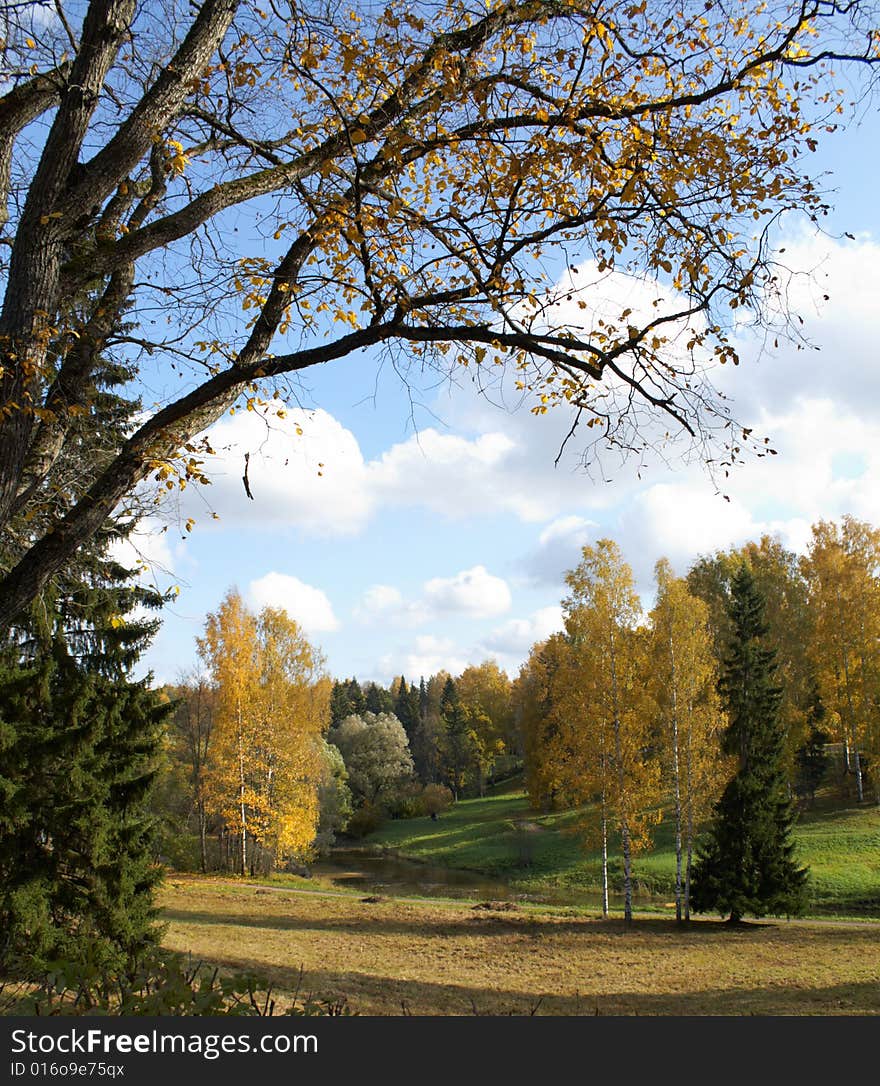 The autumn trees illuminated by the sun. The autumn trees illuminated by the sun