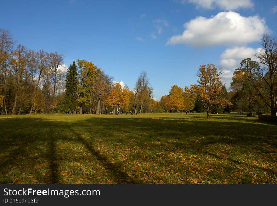 The autumn trees illuminated by the sun