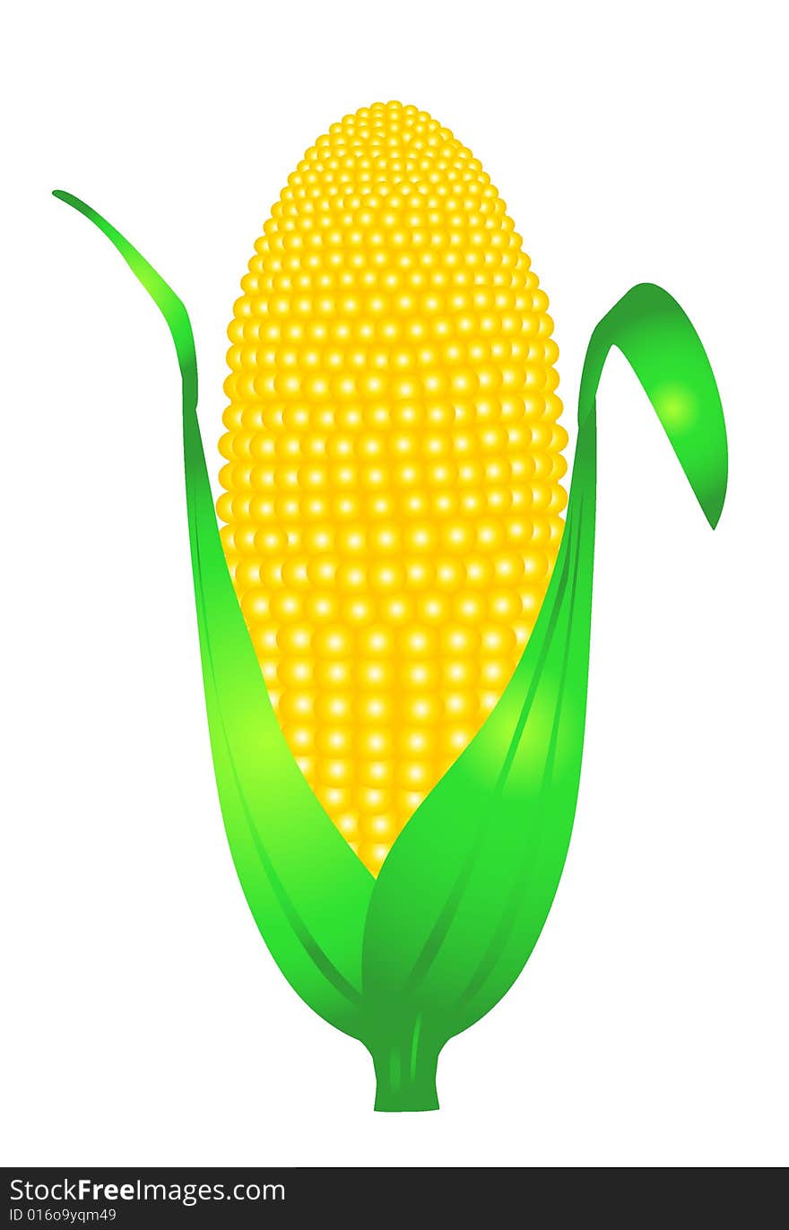 Ripe cob on white background