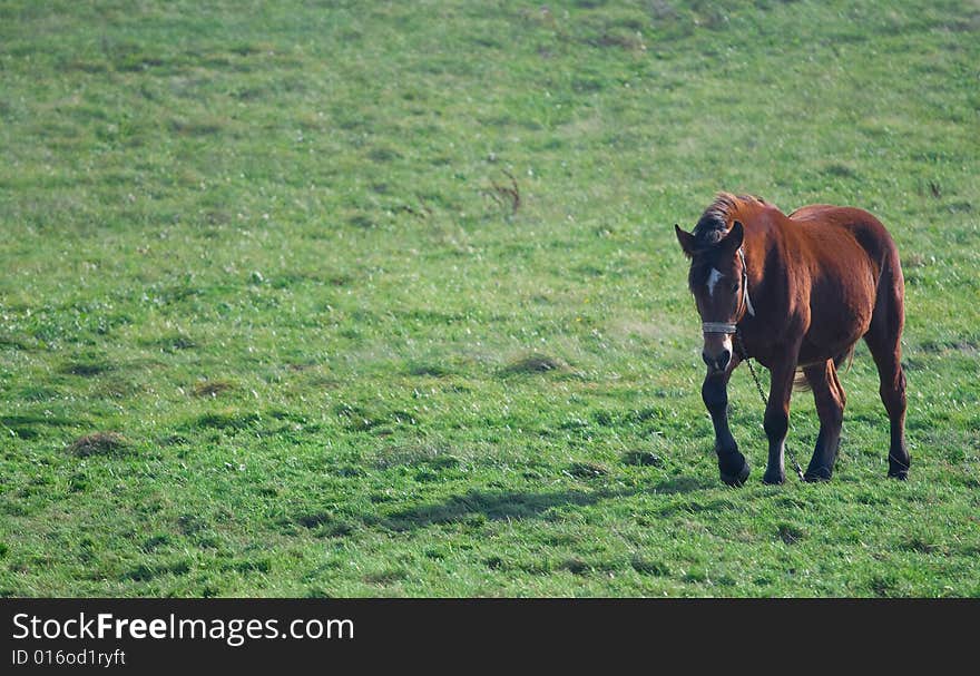 Polish countryside. The horse in the meadow.