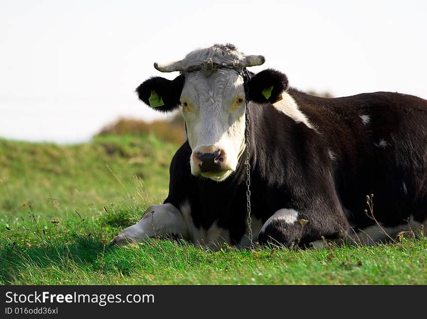 Cow