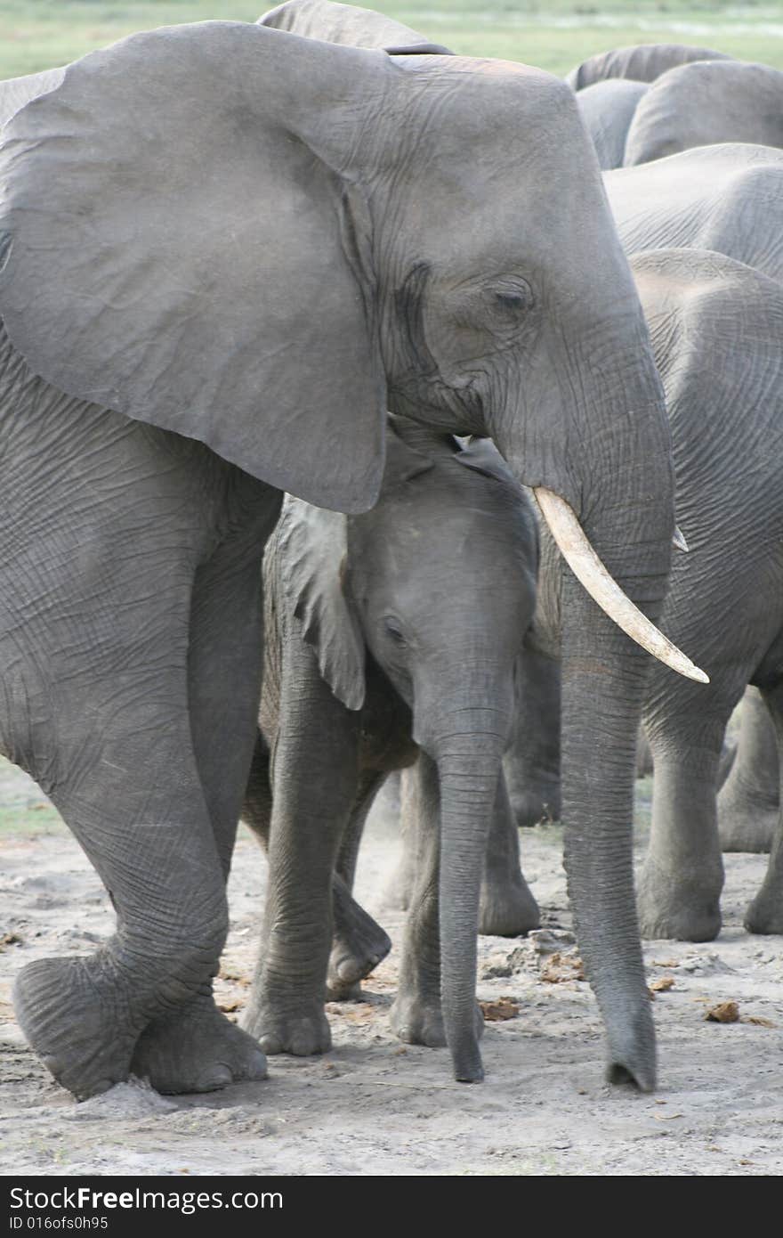 Elephant and baby