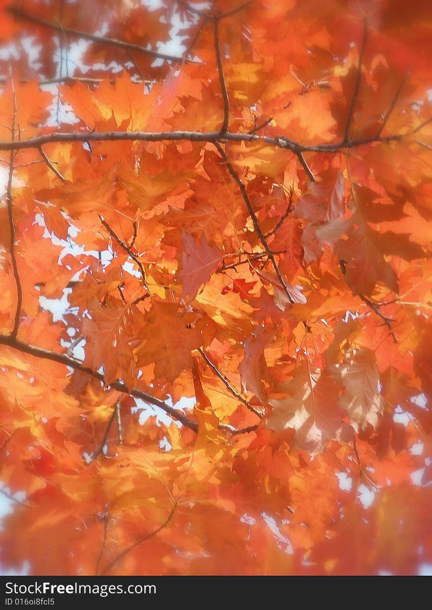 Autumn red leaves in Czech forest