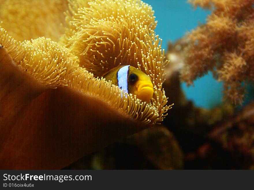 Beautiful orange fish is relaxing