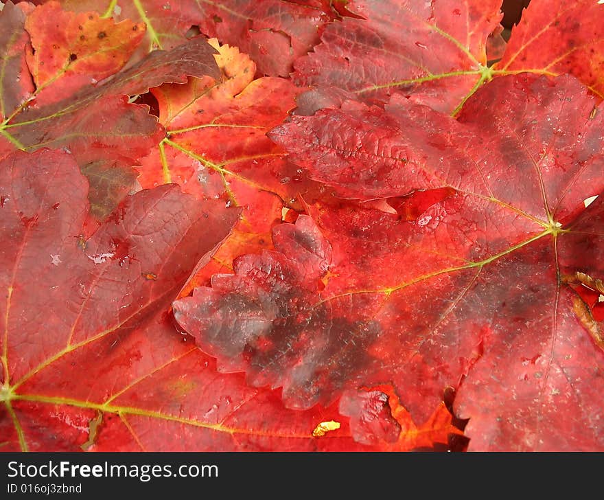 Autumn leaves in fiery red color