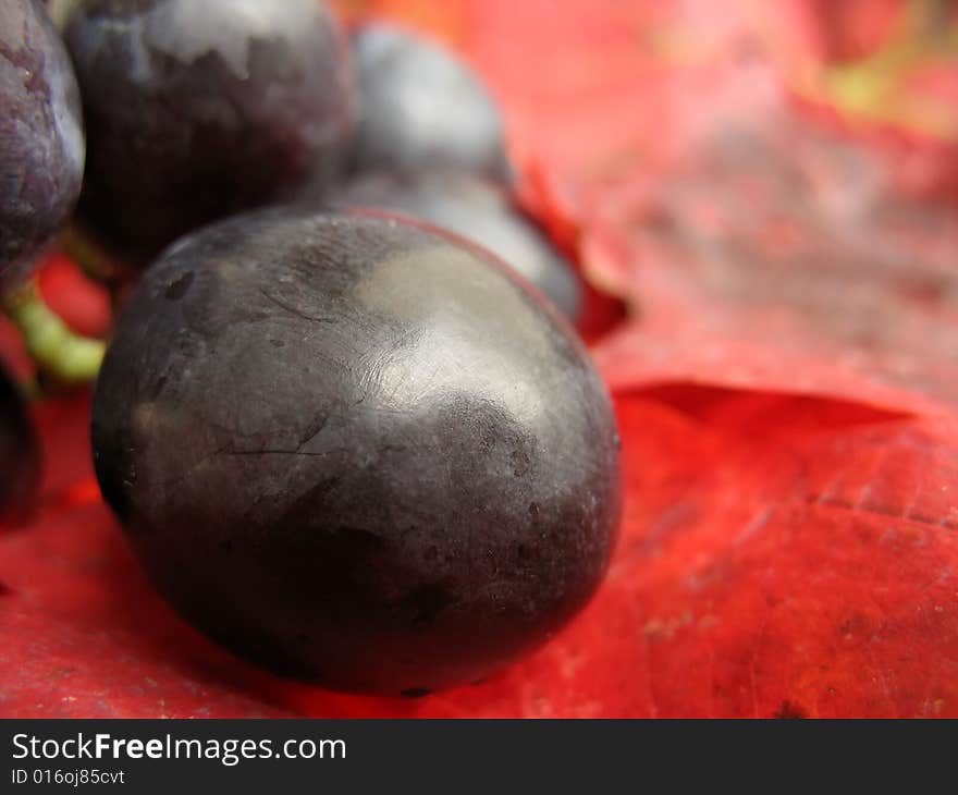 Closeup of a red grape on red vine leaves