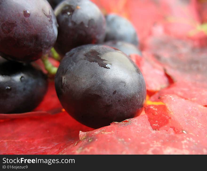 Closeup of a red grape on red vine leaves