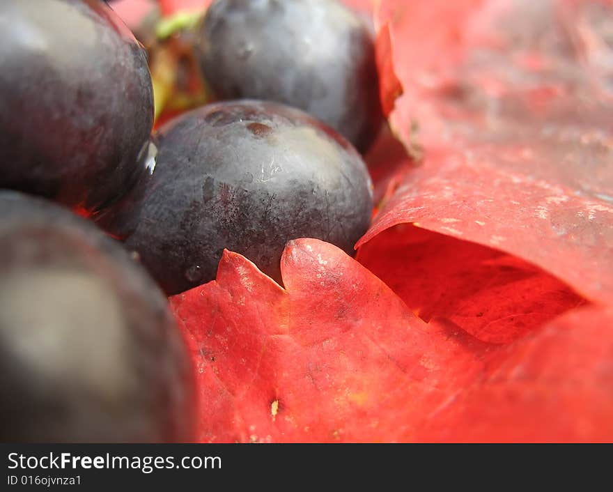 Closeup of a red grape on red vine leaves