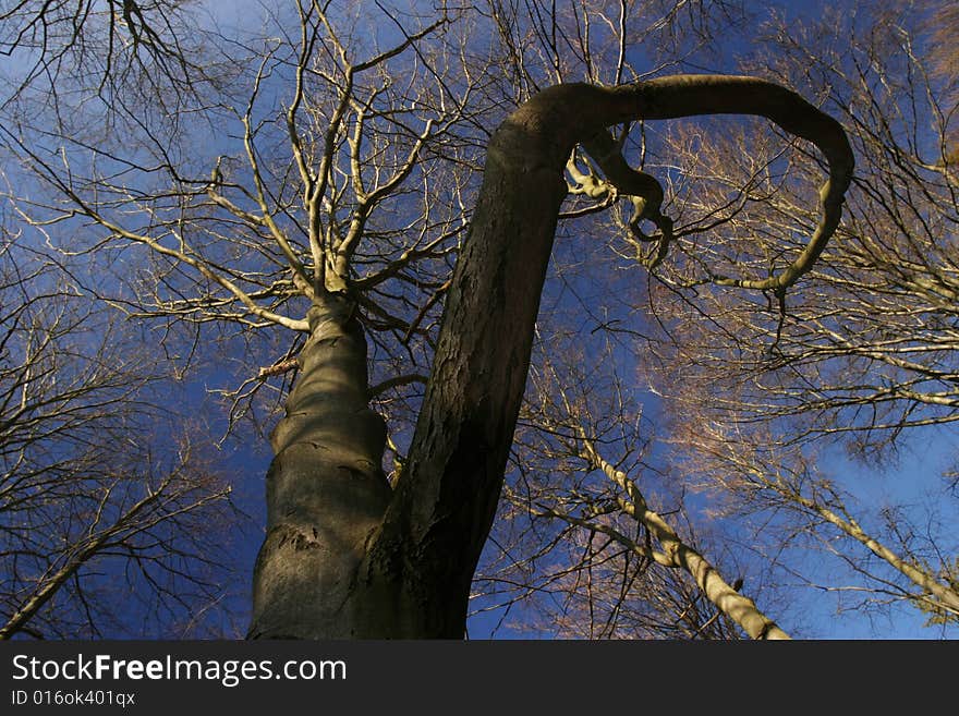 Autumn forest and blue sky, trees