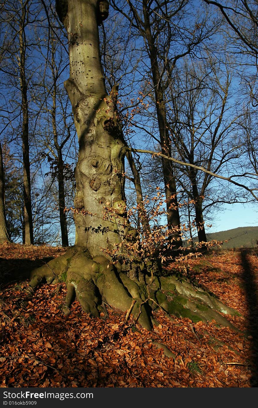 Autumn forest and blue sky, trees