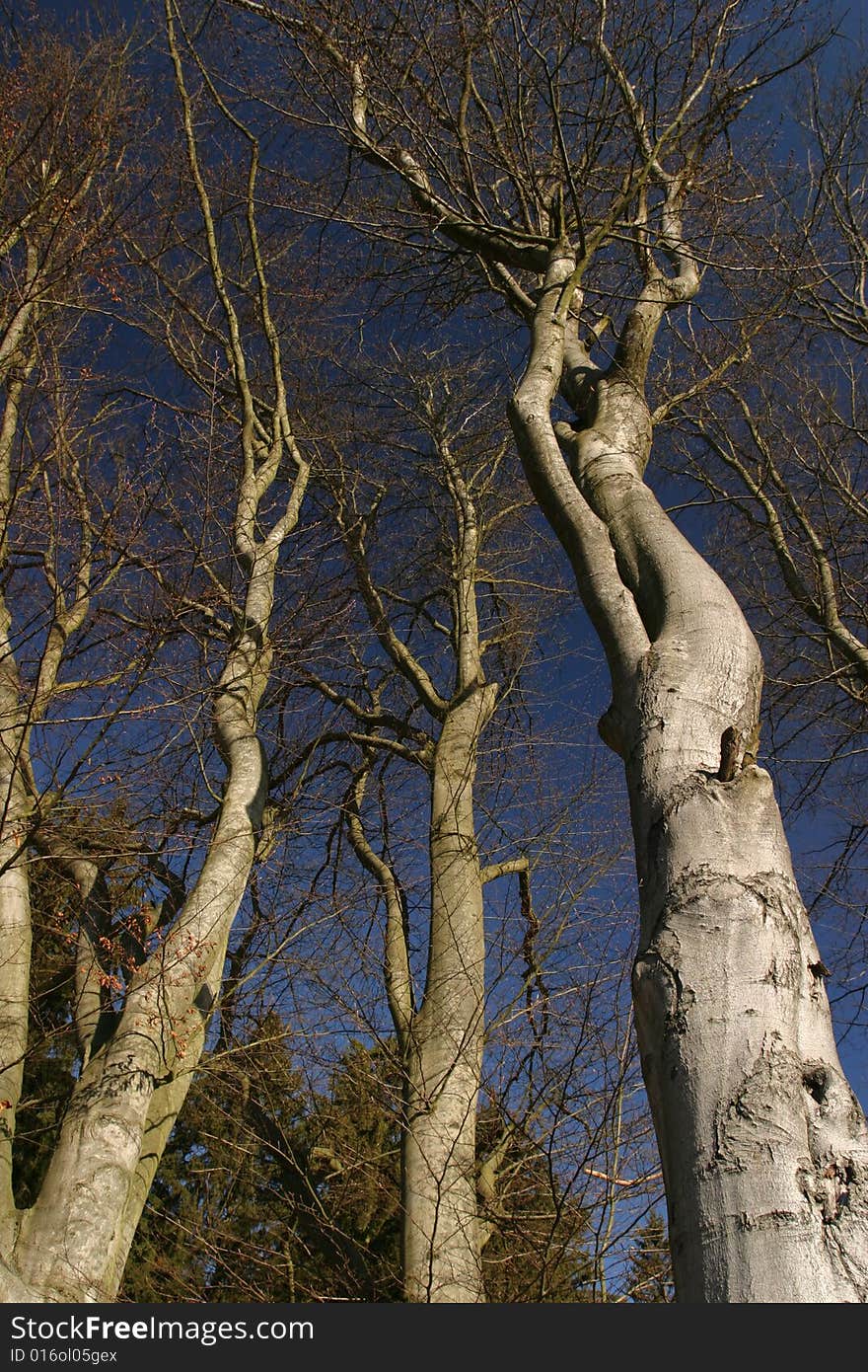 Autumn forest and blue sky, trees