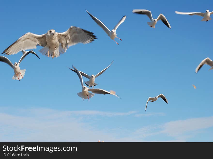 Flying seagulls taking food - bread. Flying seagulls taking food - bread