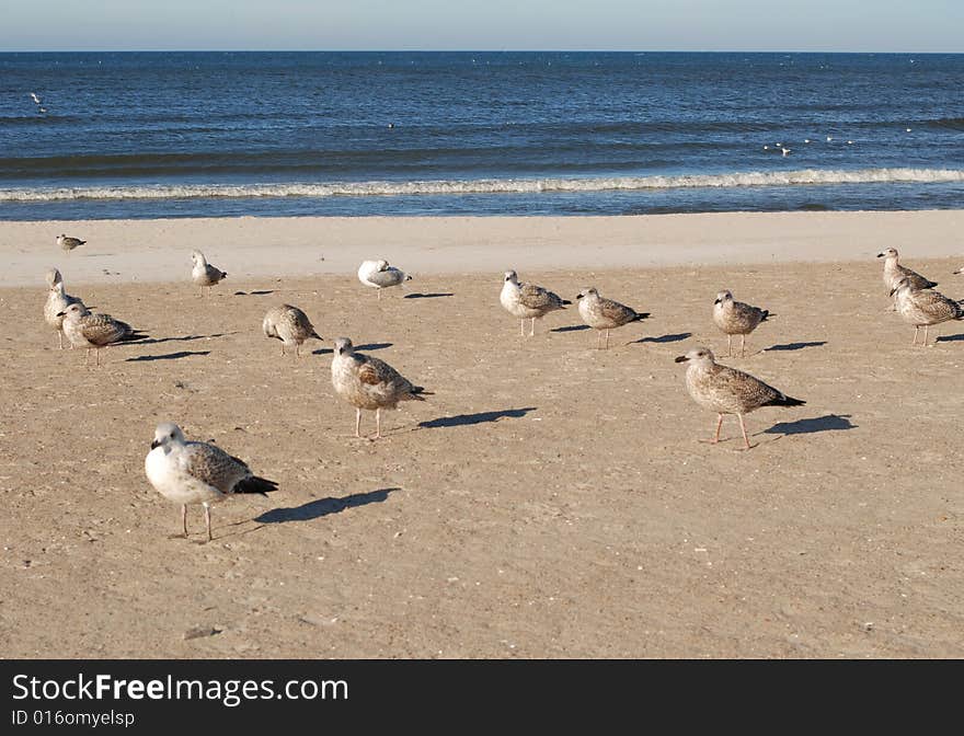 Sea gulls