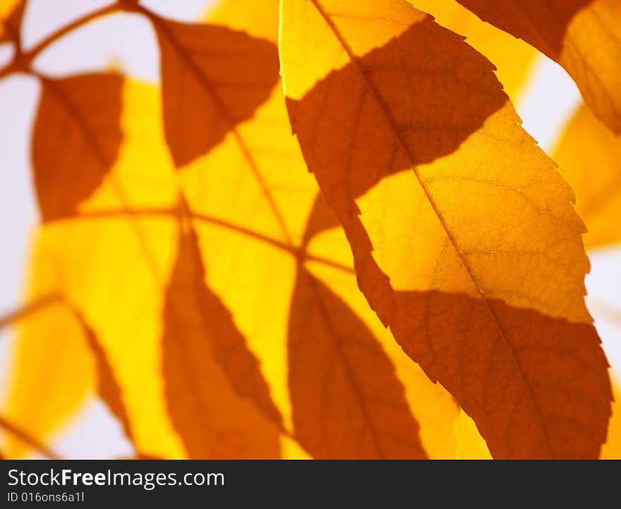 Yellow autumnal leaves in the sun rays. Yellow autumnal leaves in the sun rays