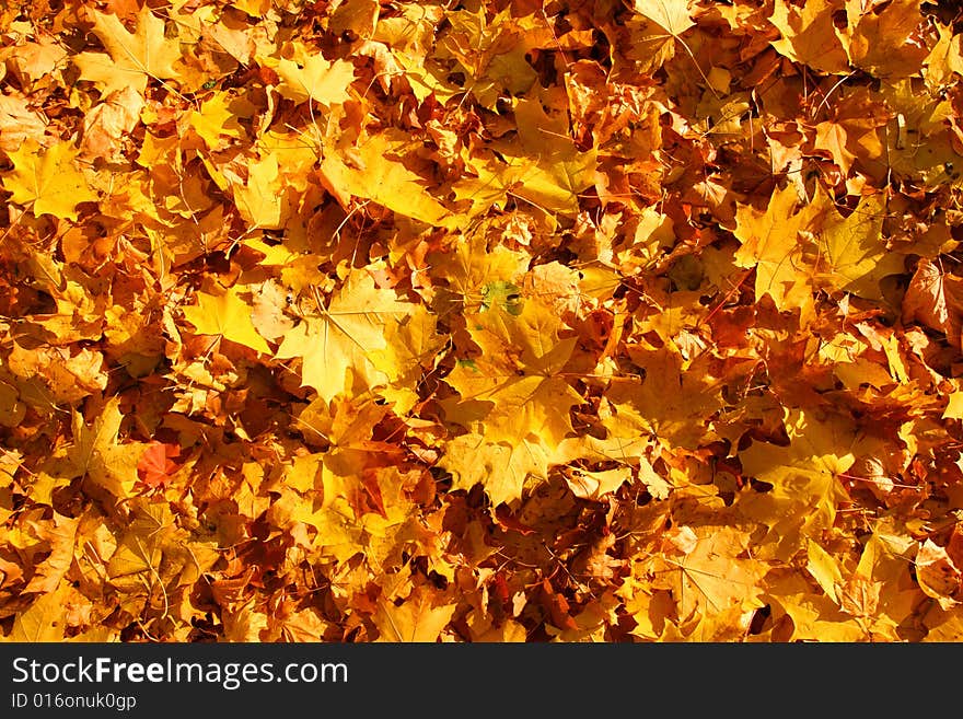 Fallen leaves of the maple. Autumn carpet.