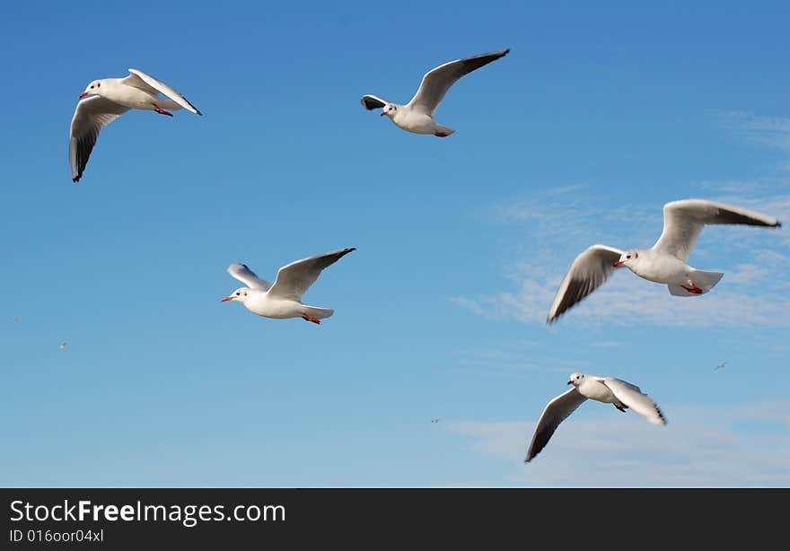 Blue sky and flaying seagulls