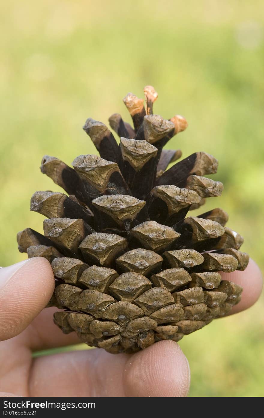 Brown gall in the hand