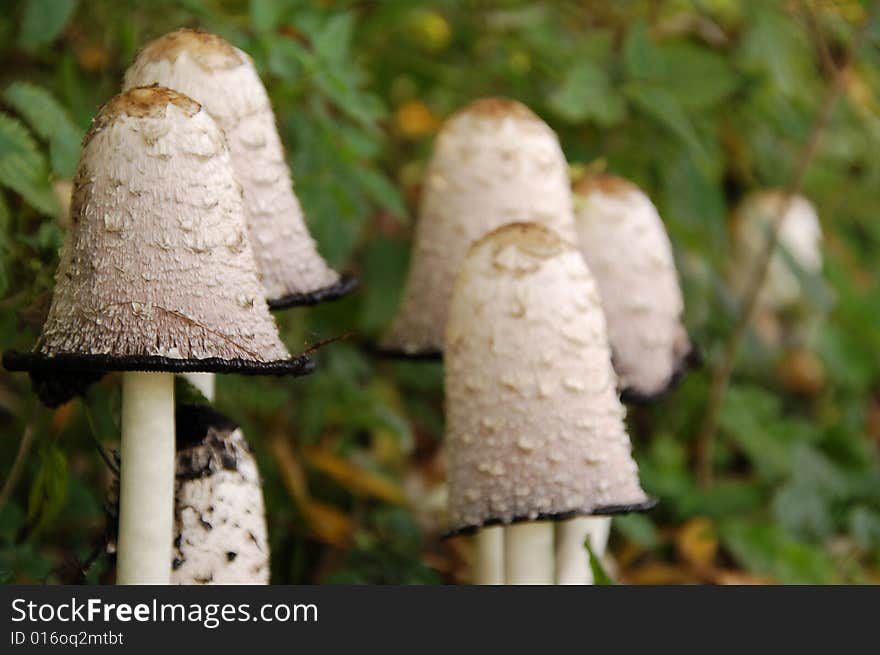 Wild mushrooms in the forest