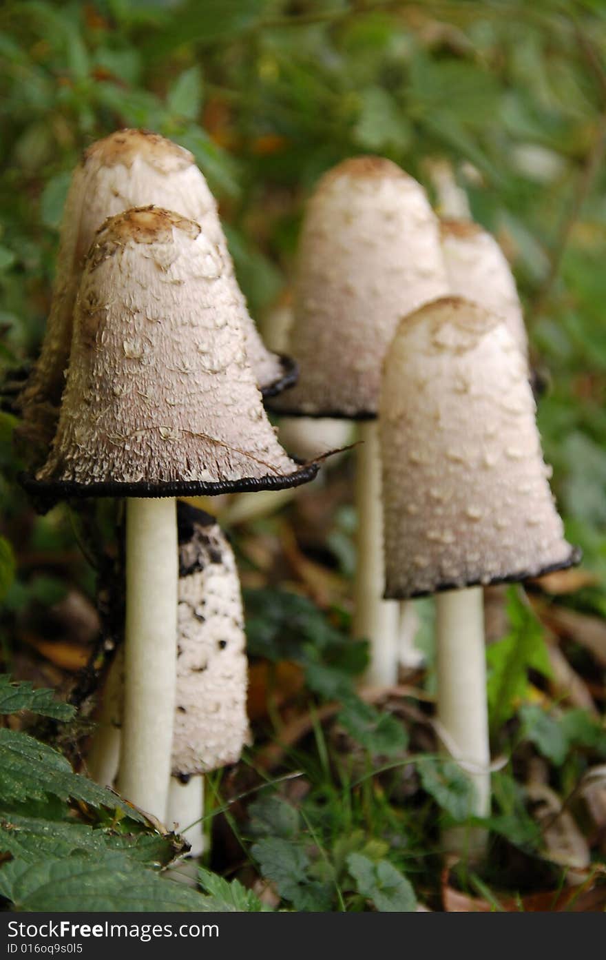 Wild mushrooms in the forest