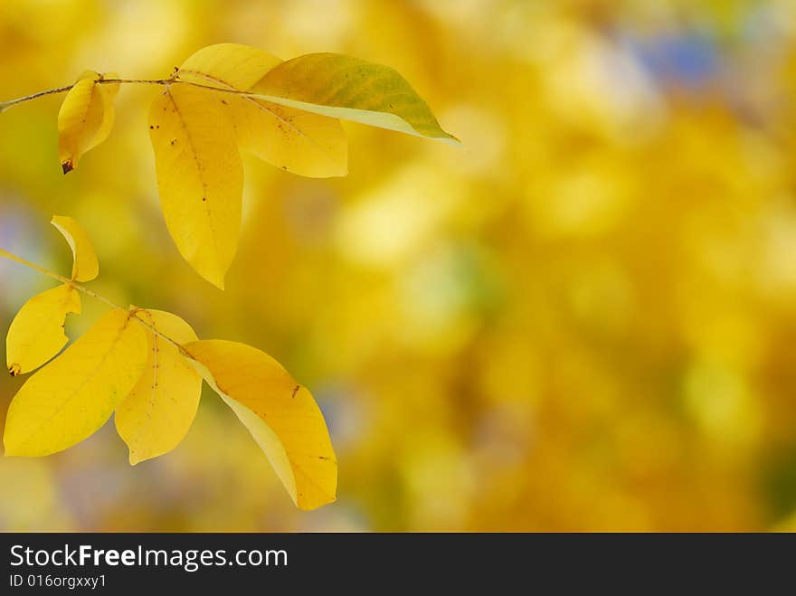 Yellow autumn leaves