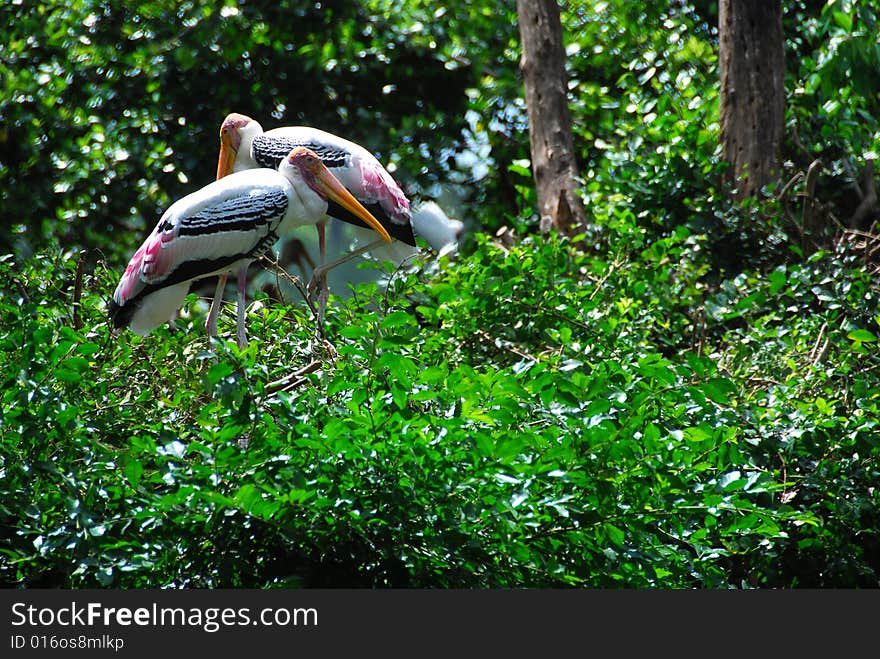 Bird in the forest