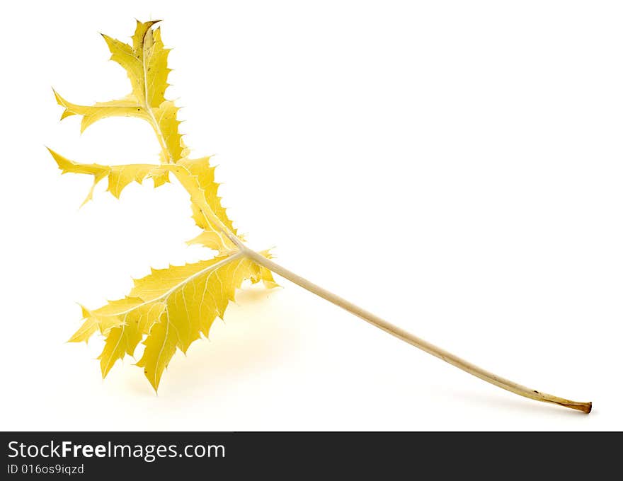 Dried leaves and yellow bush Mediterranean. Dried leaves and yellow bush Mediterranean