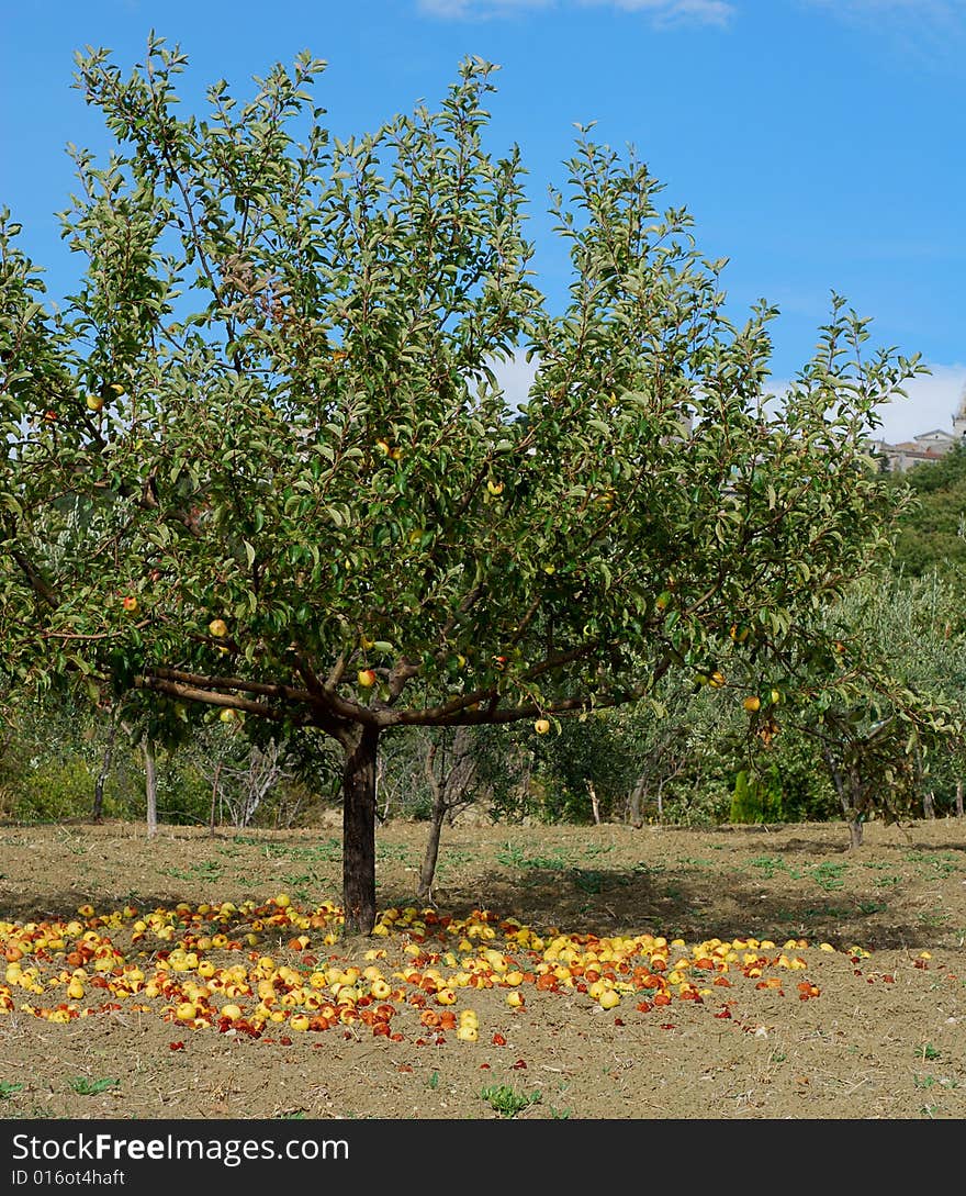 Mature yellow apples falling from the tree. Mature yellow apples falling from the tree