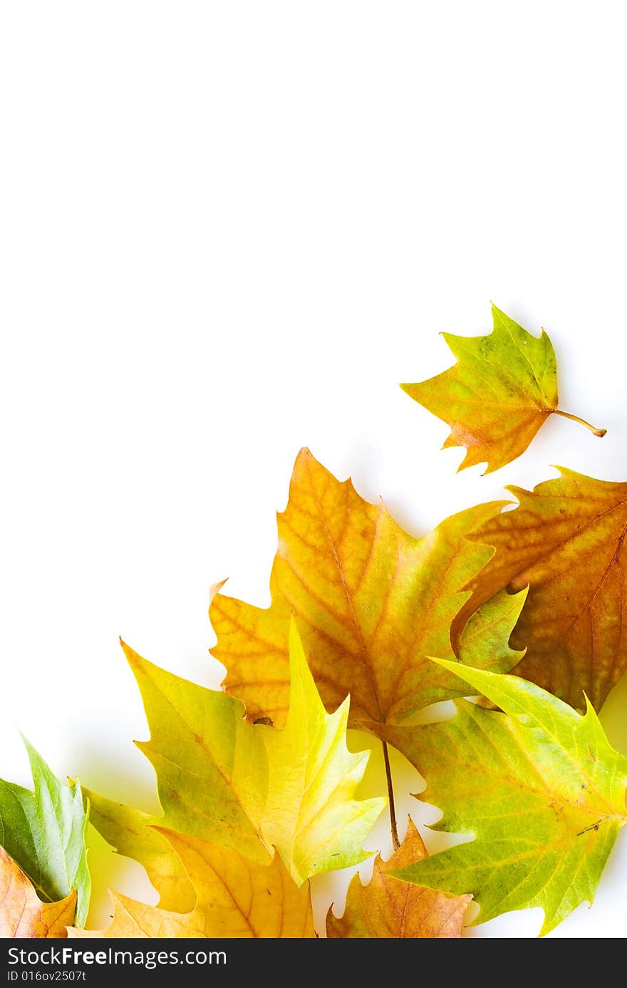 Differently colored leaves on white background. Differently colored leaves on white background