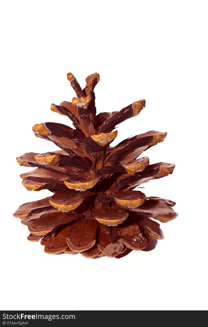 Pine-cone