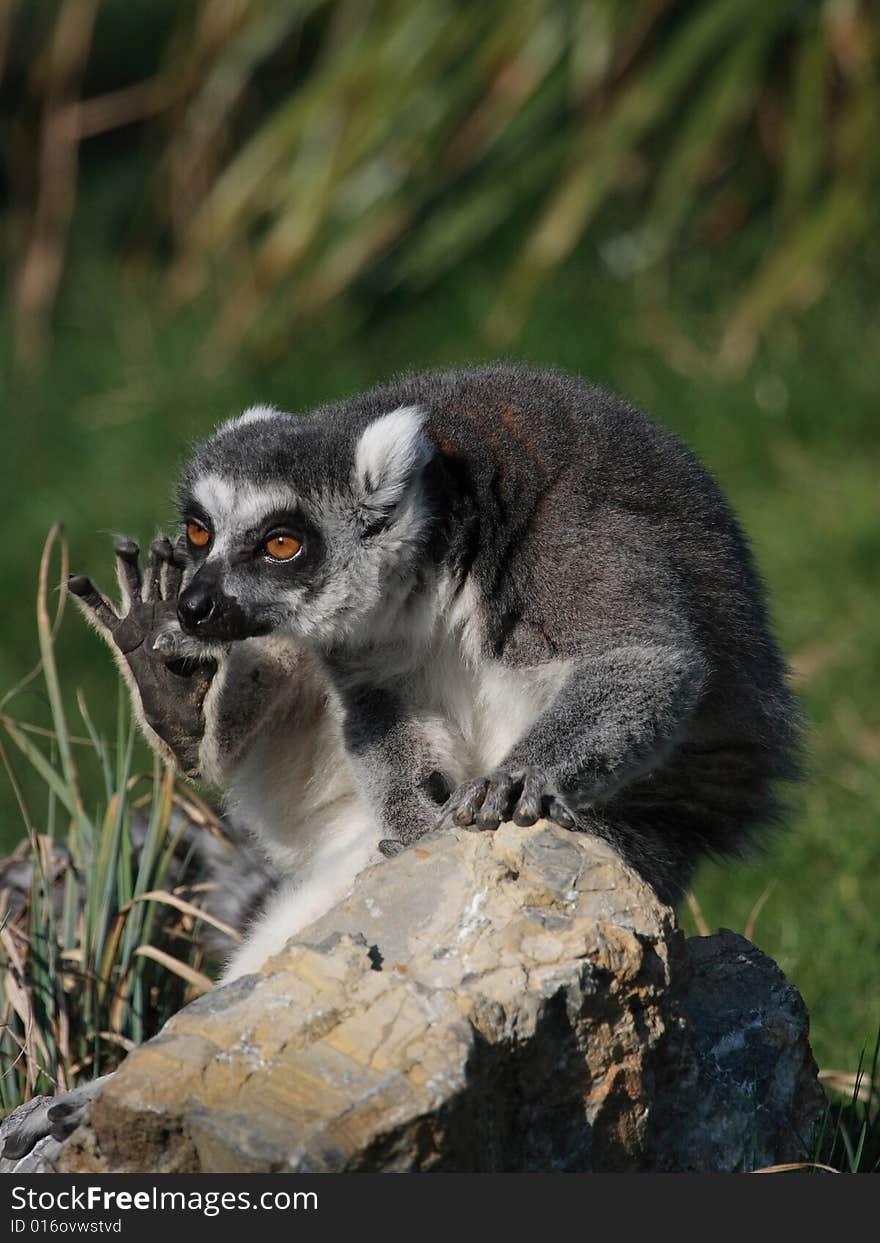 A ring-tailed lemur (Lemur catta) sitting on a rock and scratching. A ring-tailed lemur (Lemur catta) sitting on a rock and scratching