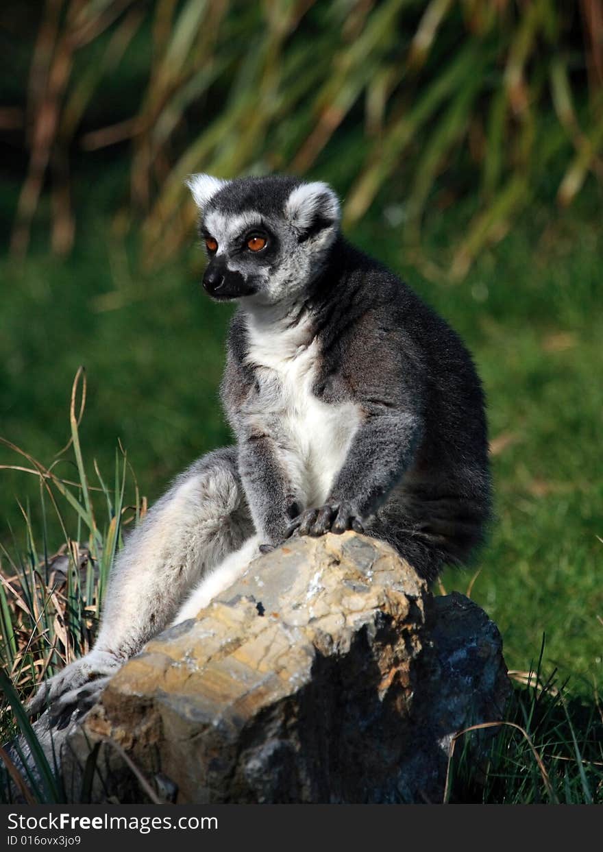 A ring-tailed lemur (Lemur catta) sitting on a rock