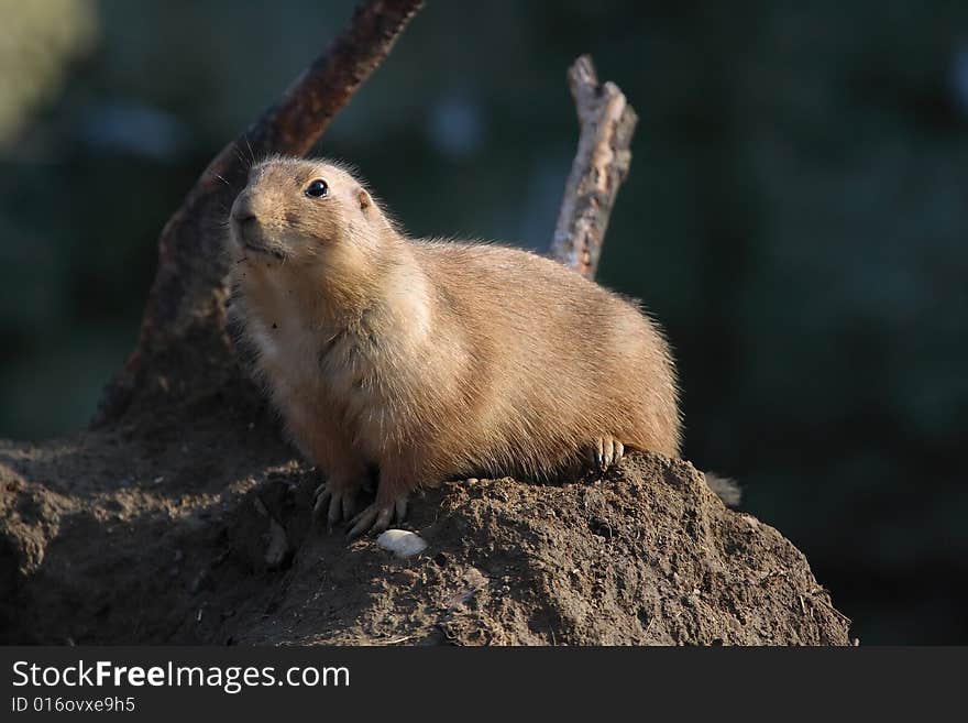 A black tailed prairie dog (Cynomys ludovicianus)