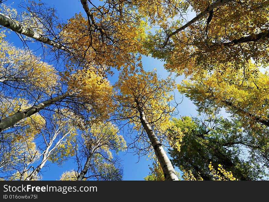 Autumn Foliage at Tumwater Canyon near Leavenworth, WA. Autumn Foliage at Tumwater Canyon near Leavenworth, WA