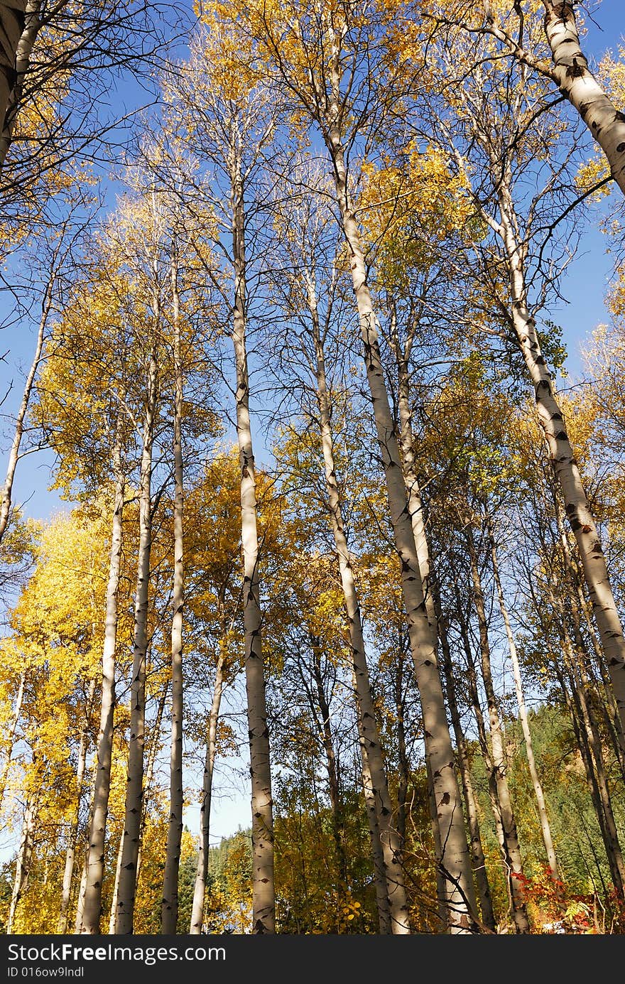 Tall Birch Trees