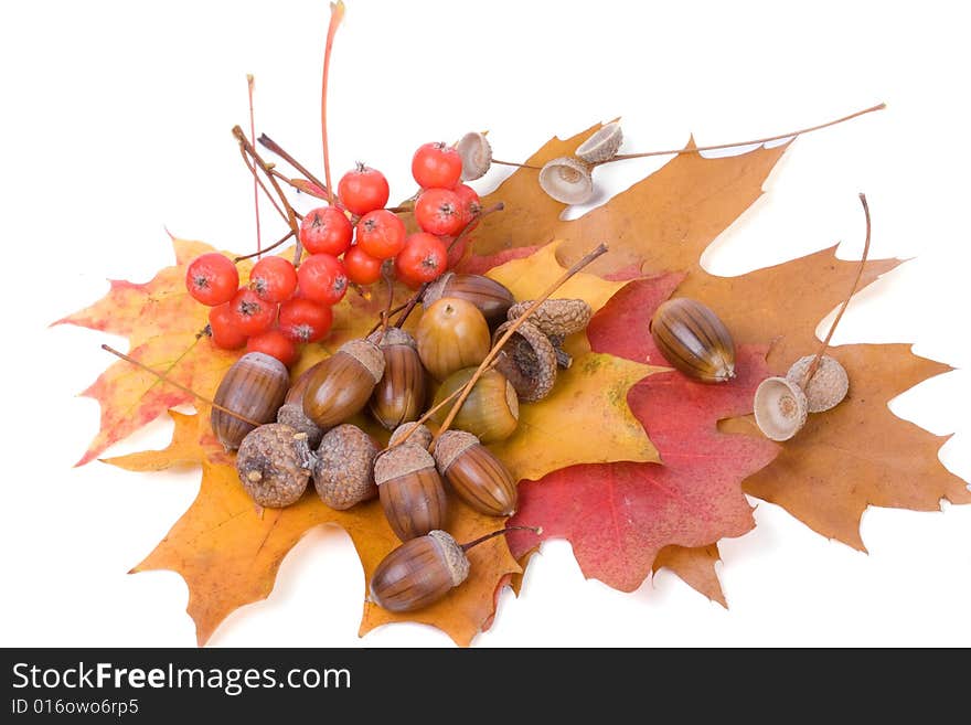 Natural autumn background by colorful leaves and acorns