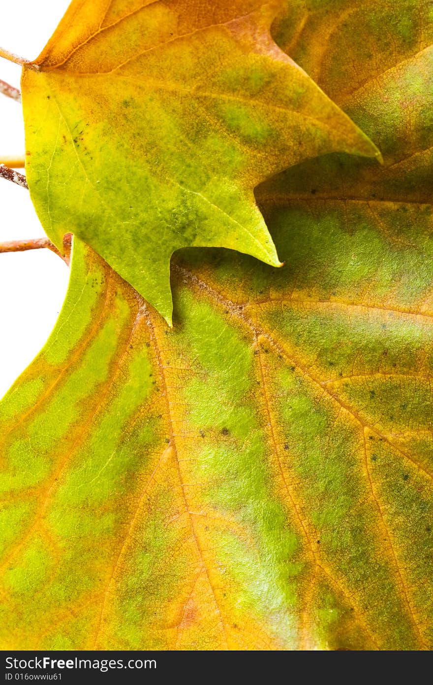 Closeup of autumn leaves set in a frame on white background