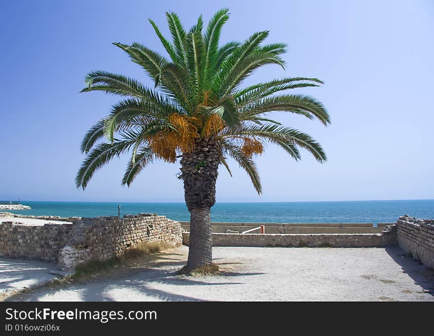 Palm on the ruin coast sea