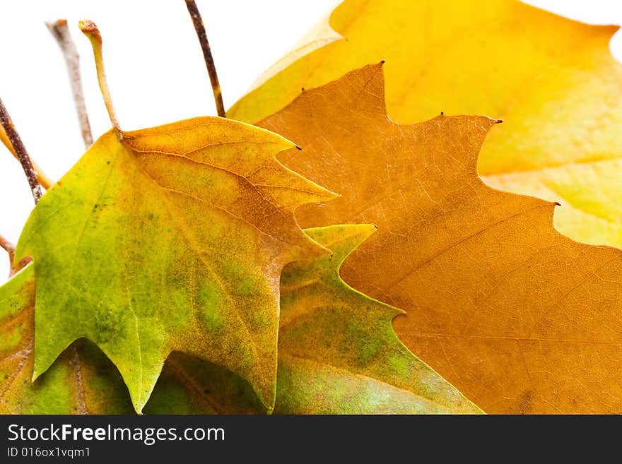 Closeup of autumn leaves set in a frame on white background