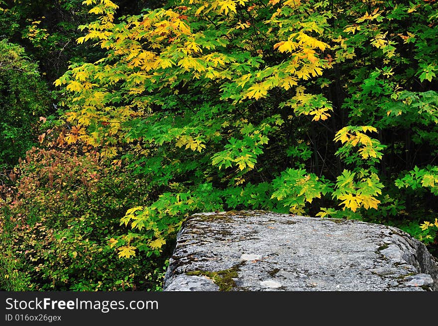 Rock And Leaves