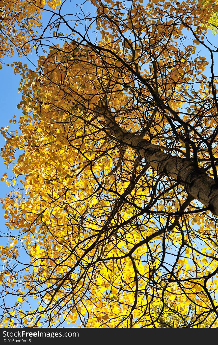 Tree Leaves Against The Blue Sky