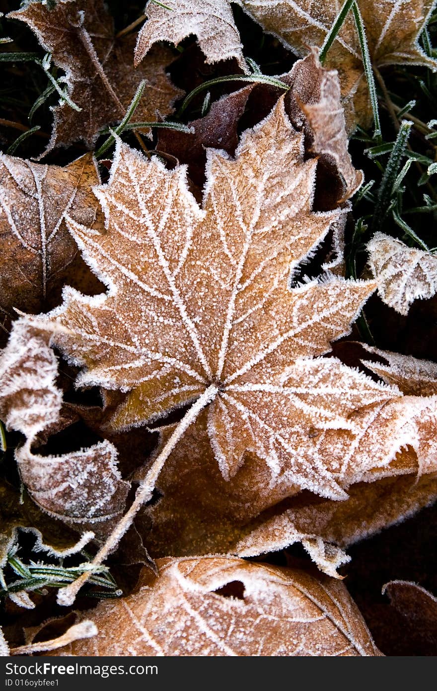 Fallen leaf