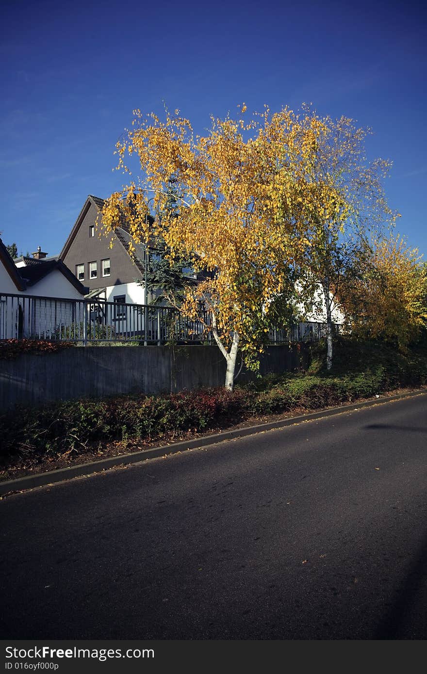 A beautiful autumn morning. The yellow leaves looks so beautiful with the blue sky.