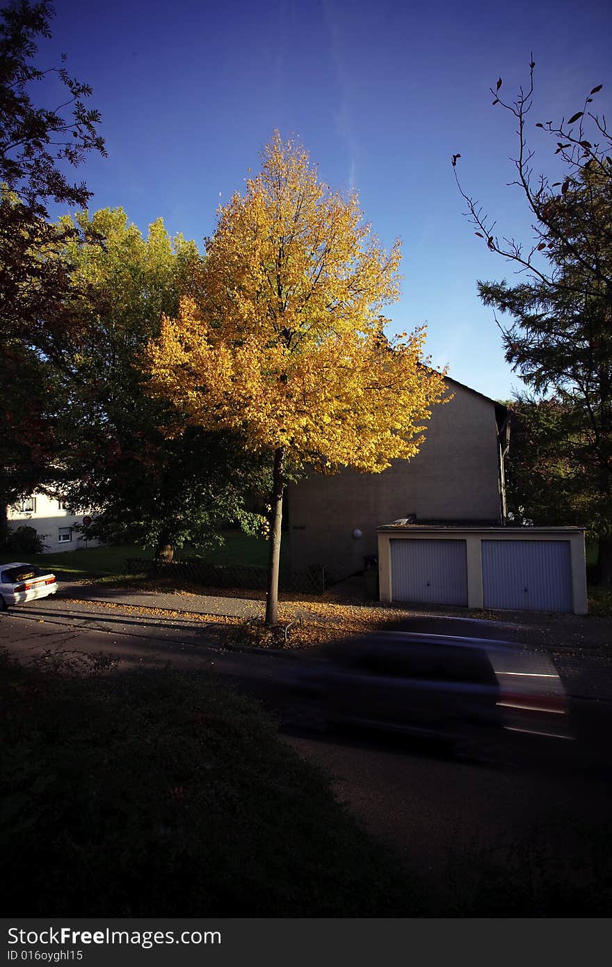 A beautiful autumn morning. The yellow leaves looks so beautiful with the blue sky.