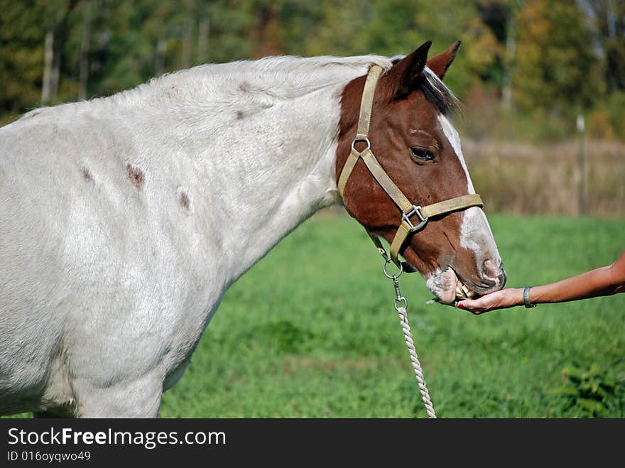 Pinto being fed fresh alfalfa. Pinto being fed fresh alfalfa.