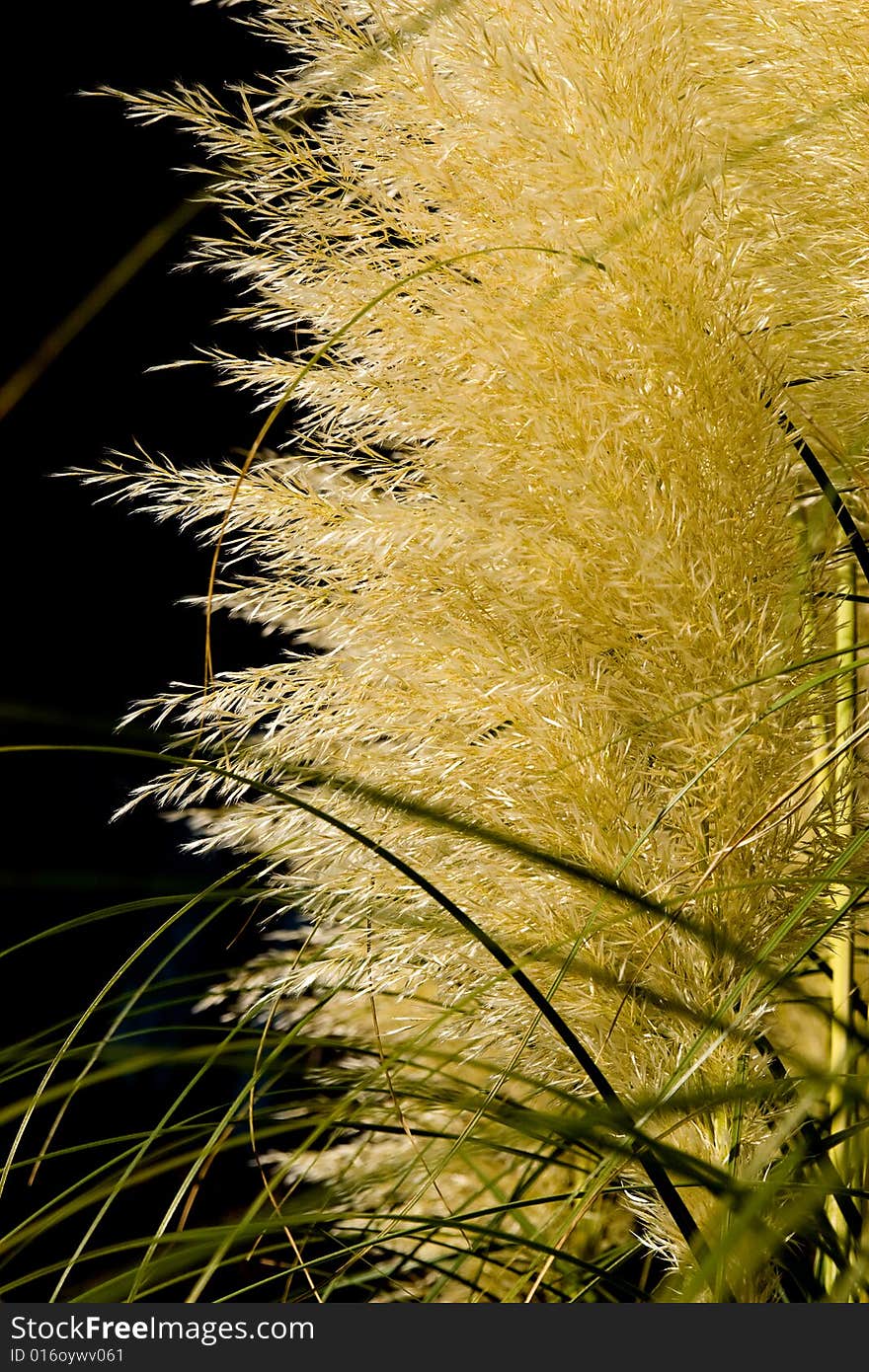 Nice lighten long grass on a black background